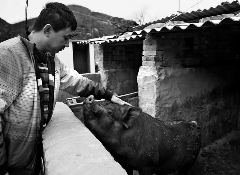 距离窑洞不远处有一个用砖石砌成的简易养猪场,村民冯康指着猪圈内