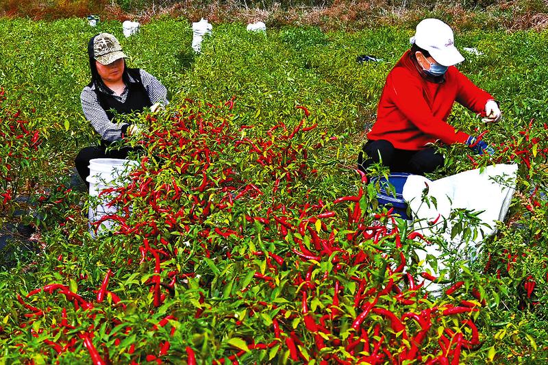 火红辣椒采摘忙